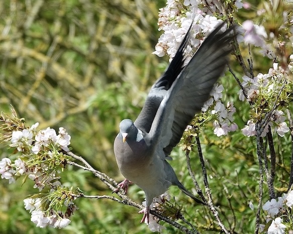 woodpigeon
